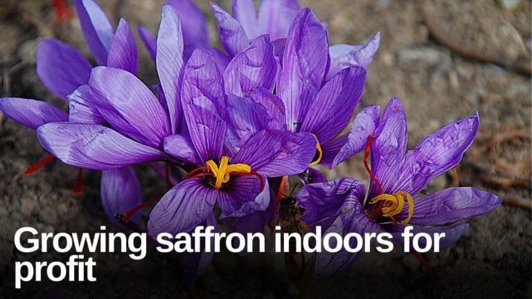 కుంకుమ పంట సాగు Starting Saffron Farming లాభాలు, ప్రయోగశాల సెటప్ & విజయ సూత్రాలు 9 Starting Saffron Farming